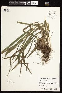 Bromus pubescens image