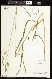 Bromus pubescens image