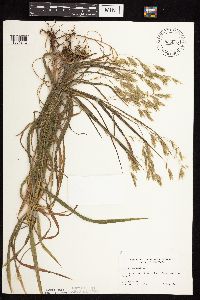 Bromus pubescens image