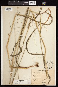 Bromus pubescens image