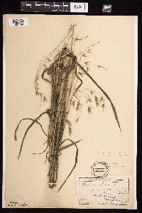 Bromus pubescens image