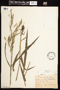 Bromus pubescens image