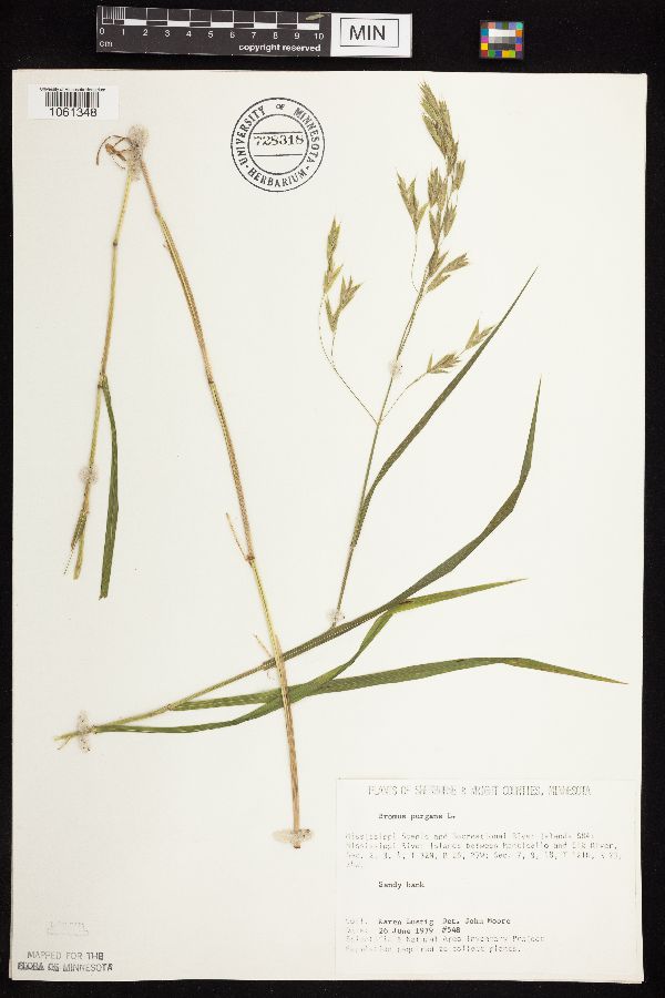 Bromus pubescens image
