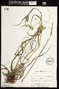 Bromus pubescens image