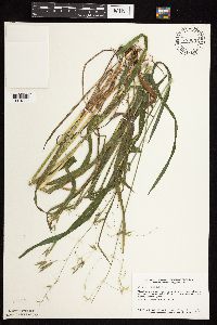 Bromus pubescens image