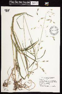 Bromus pubescens image