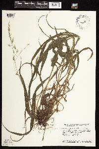 Bromus pubescens image