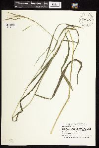 Bromus pubescens image