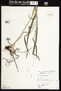 Bromus pubescens image
