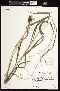 Bromus pubescens image