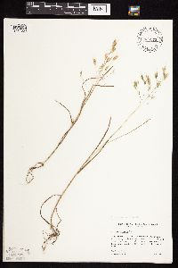 Bromus japonicus image