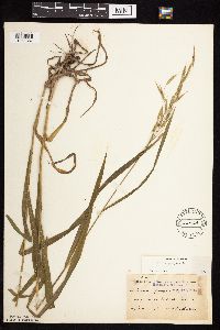 Bromus pubescens image