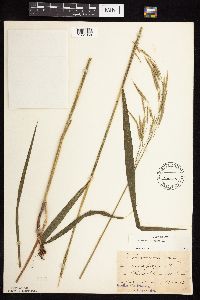 Bromus pubescens image
