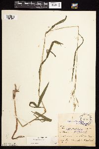 Bromus pubescens image