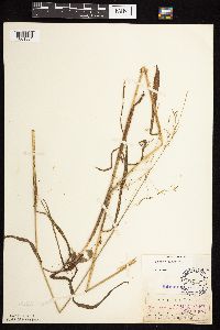 Bromus pubescens image