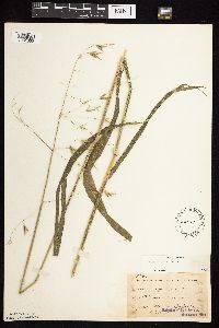 Bromus pubescens image