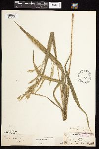 Bromus pubescens image