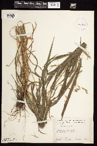 Bromus pubescens image