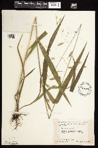 Bromus pubescens image
