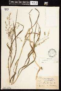 Bromus pubescens image