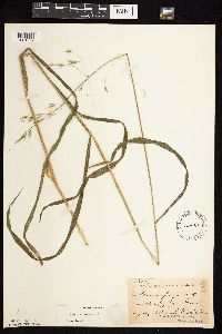 Bromus pubescens image