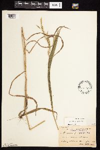 Bromus pubescens image