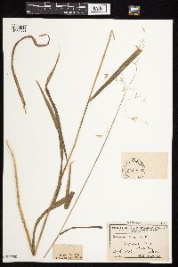 Bromus pubescens image