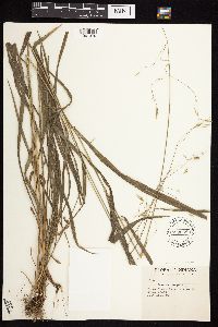 Bromus pubescens image