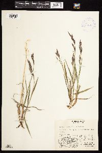 Bromus pumpellianus image