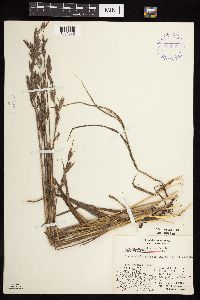 Bromus pumpellianus image