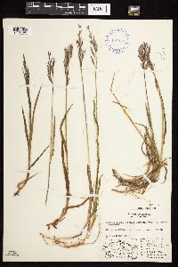Bromus pumpellianus image