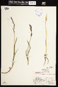 Bromus pumpellianus image