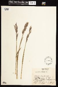 Bromus pumpellianus image