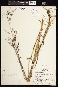 Bromus pumpellianus image