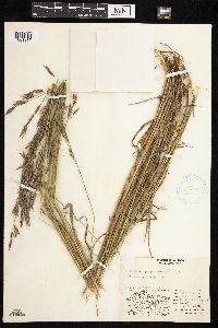 Bromus pumpellianus image