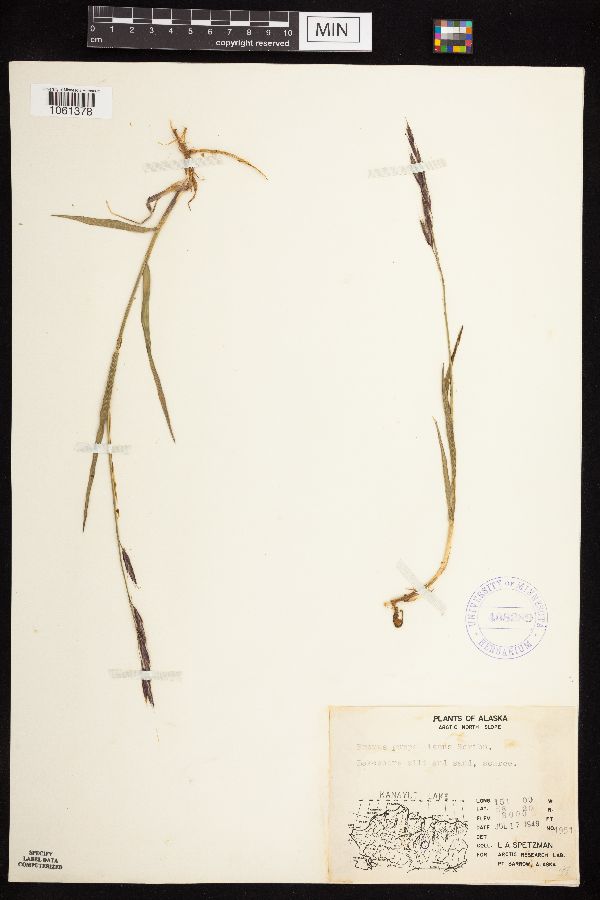 Bromus pumpellianus image
