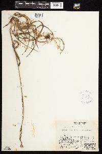 Bromus pumpellianus image