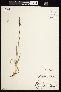 Bromus pumpellianus image