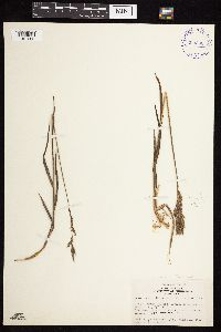Bromus pumpellianus image