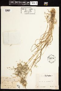 Bromus sterilis image