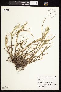 Bromus tectorum image