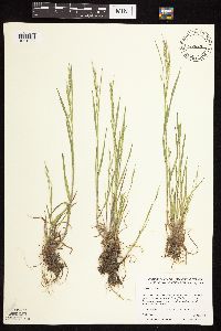 Bromus japonicus image
