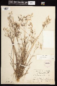 Bromus tectorum image