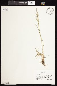 Bromus tectorum image