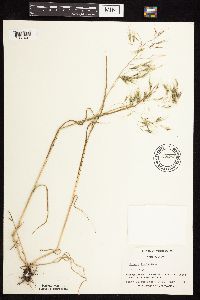 Bromus tectorum image