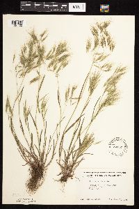 Bromus tectorum image