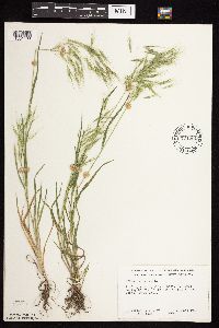 Bromus tectorum image