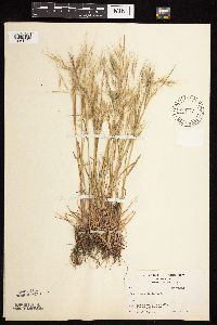 Bromus tectorum image