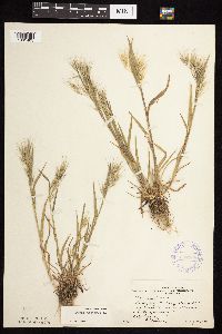 Bromus tectorum image