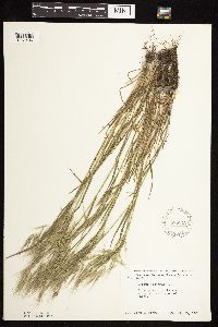 Bromus tectorum image